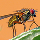 Illustration for article titled A Scientist Responds… to iThe Fly/i